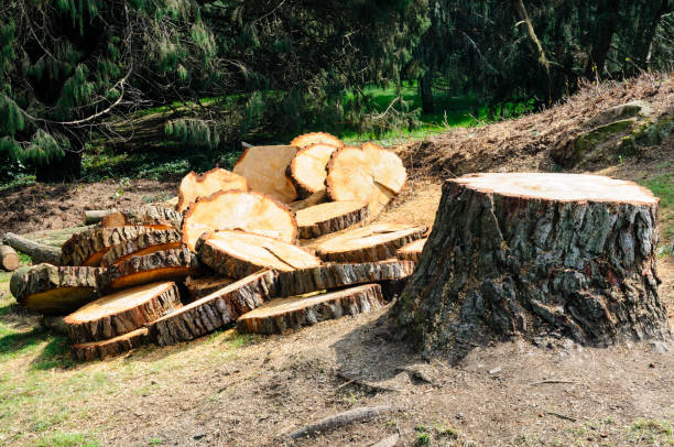 Best Tree Trimming and Pruning  in Parksdale, CA